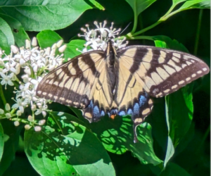 close up photograph of yellow and black butterfly on a leaf