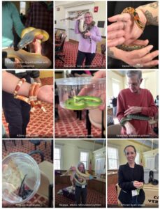 montage of people holding snakes