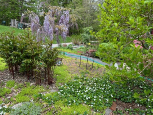 A garden with several different kinds of plants and flowers. Peonies are coming up in the foreground and a beautiful weeping tree with pink flowers is in the background.