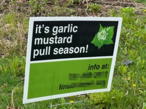A green and black sign that says "It's garlic mustard pull season!"