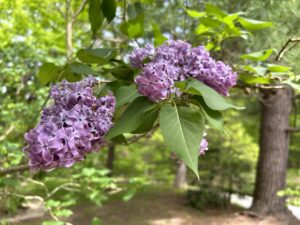 lilac flowers