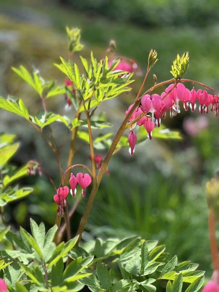 A plant with green leaves and pink heart-shaped flowers that run along the branches.