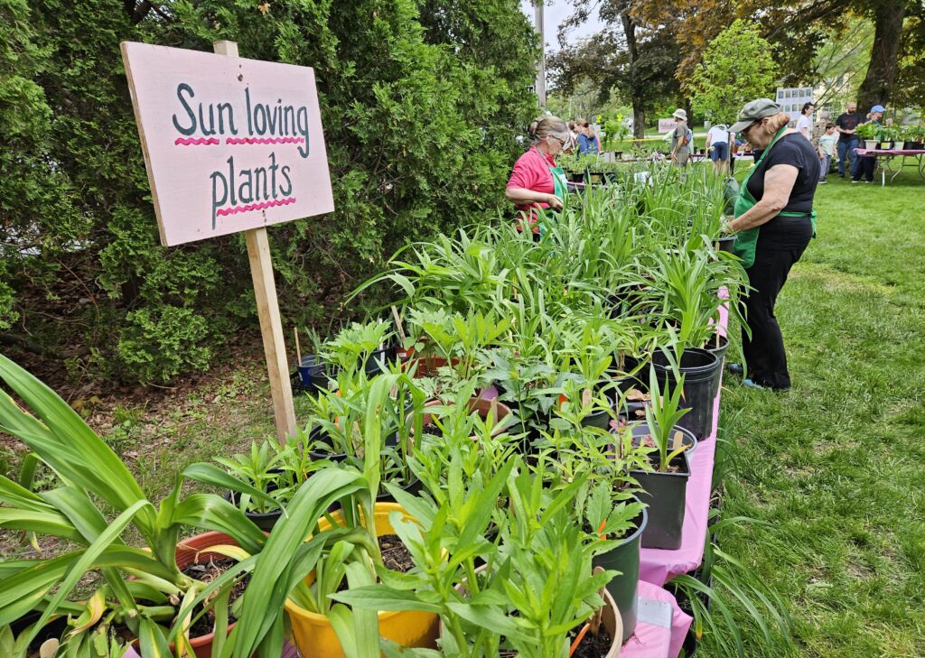 Tables full of plants lined up in the sun -- ready for the sale to begin.