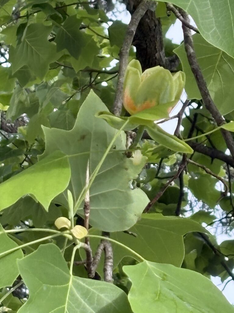 Green leaves and an orange and green flower just about to bloom.