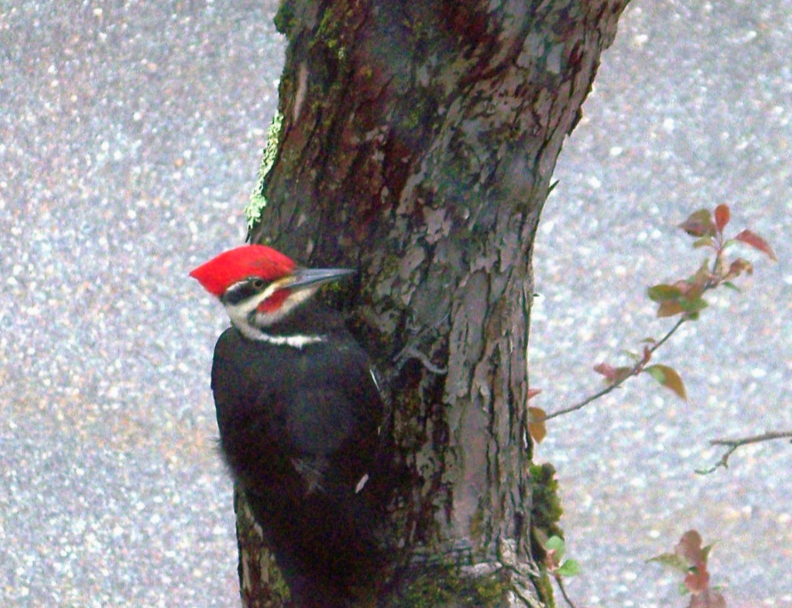 A black bird with a bright red crest and white facial features sits on a small tree trunk.