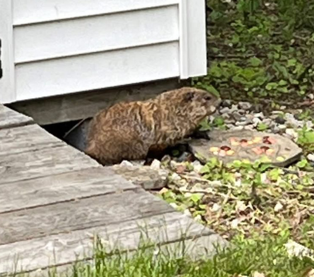 A well-fed looking woodchuck emerges from a hole under a white house. Betther their yard than mine.