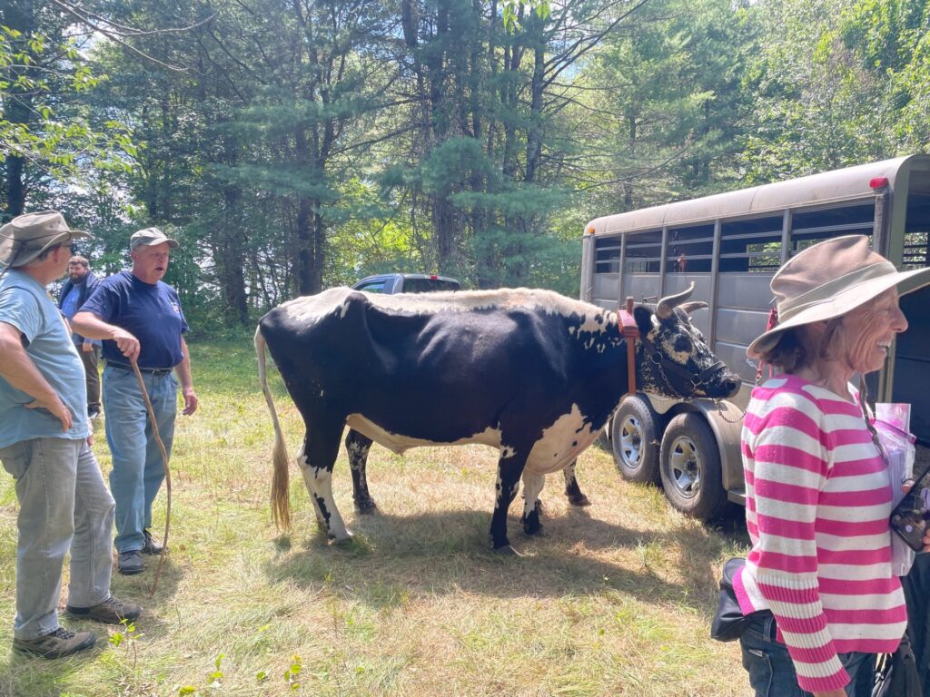 One ox (with a couple of extra legs in the background) stands next to a large grey trailer. The ox's owner is chatting with a visitor.