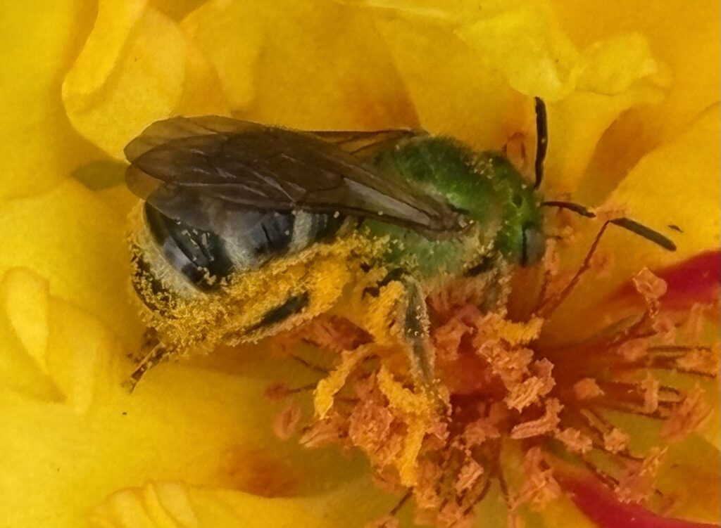 A clseup shot of a bright green bee covered in bright yellow pollen inside of a bright yellow flower.