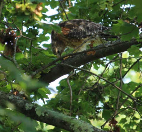 A bird in a tree wrestles with part of a snake. The bird is partly hidden by leaves and shadows.