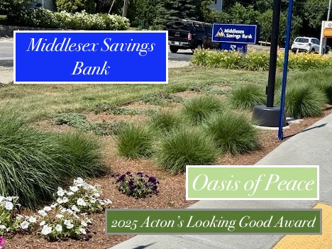 A section of garden with large tufts of grass and low purple and white flowers.