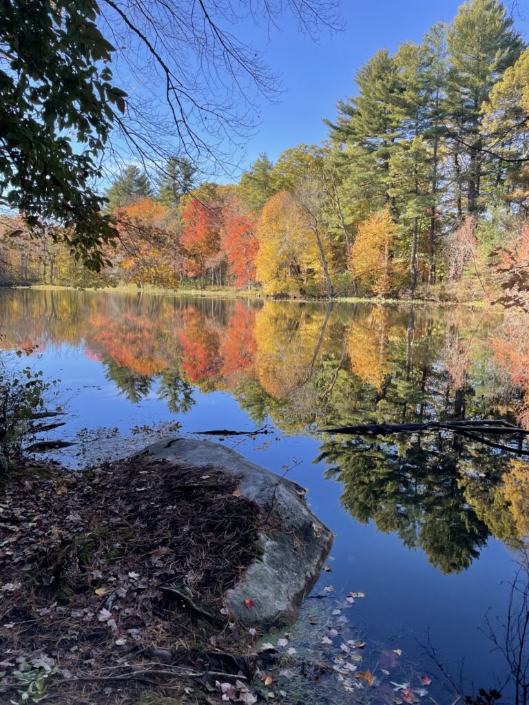 A pond surrounded by trees in fall colors. The sky is blue and the trees and sky are reflected in the water.