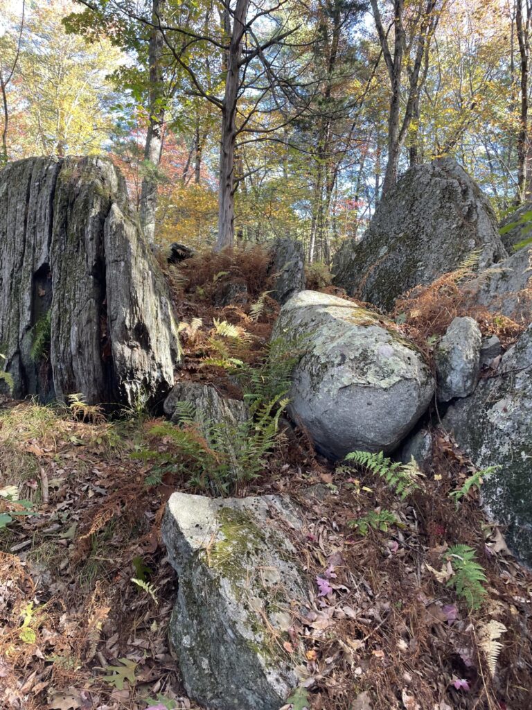 Several large boulders sit amidst ferns with trees in the background.