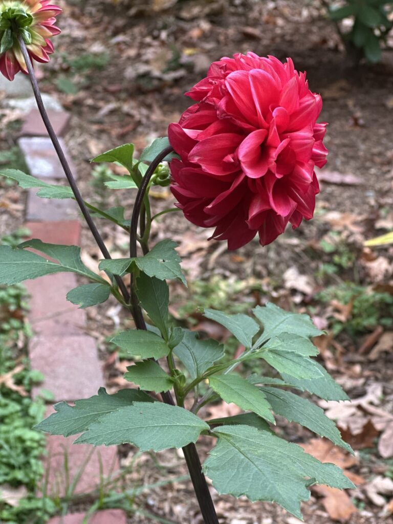A large, showy, red flower with large leaves.