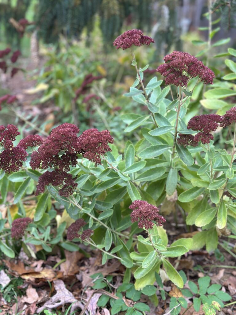 A plant with small deep red flowers and small green leaves.