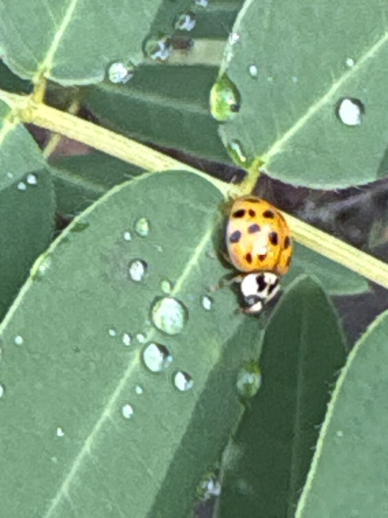 A little orange ladybug rests on a large green leaf.