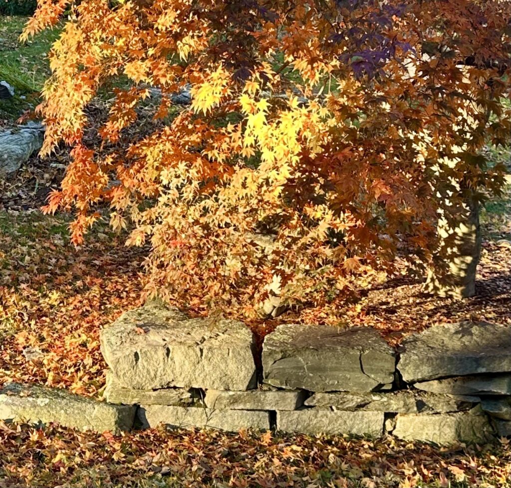 A stone wall, a sunny day, and a tree still full of gold and orange leaves sparkling in the sun.