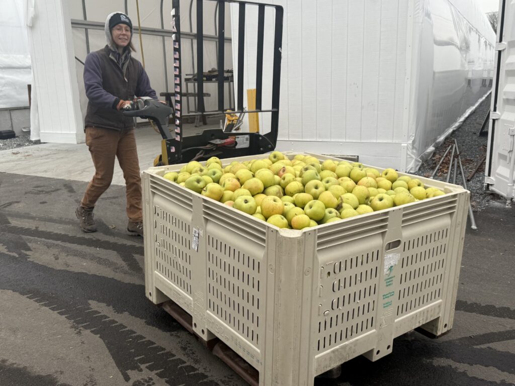A woman wearing a hat and gloves moves a very large crate of apples into a warehouse.