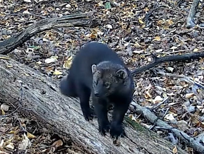 A black animal with little round ears and a furry tail rests on a log, which in turn, rests on the forest floor.