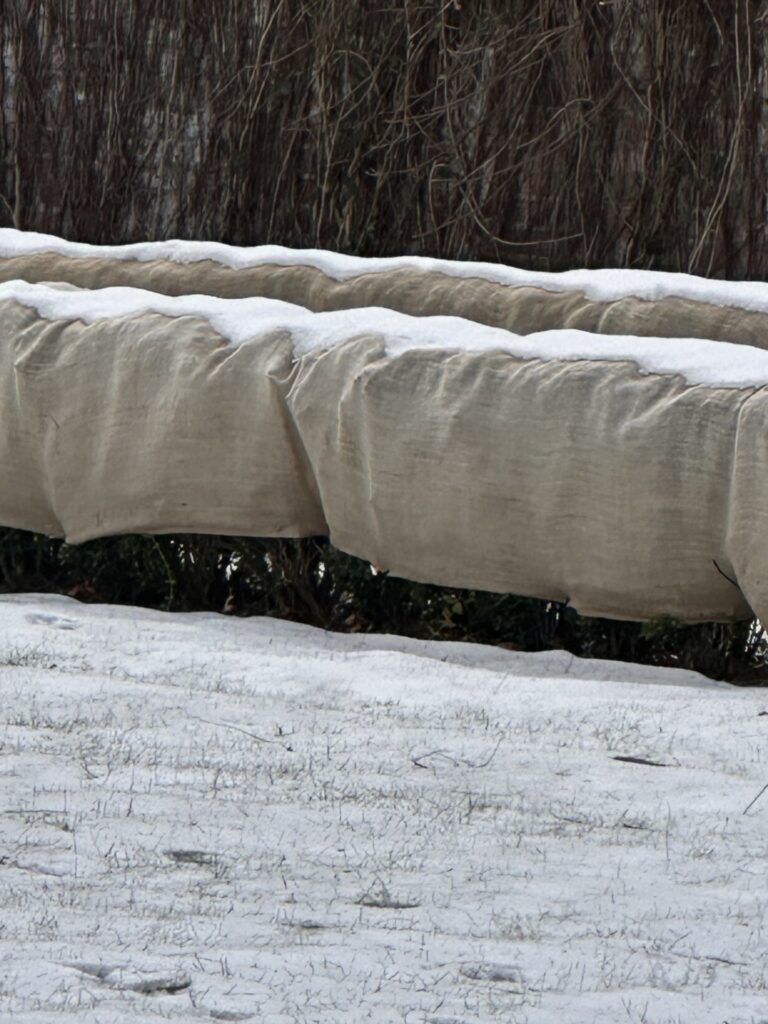 Two hedges covered with heavy burlap.