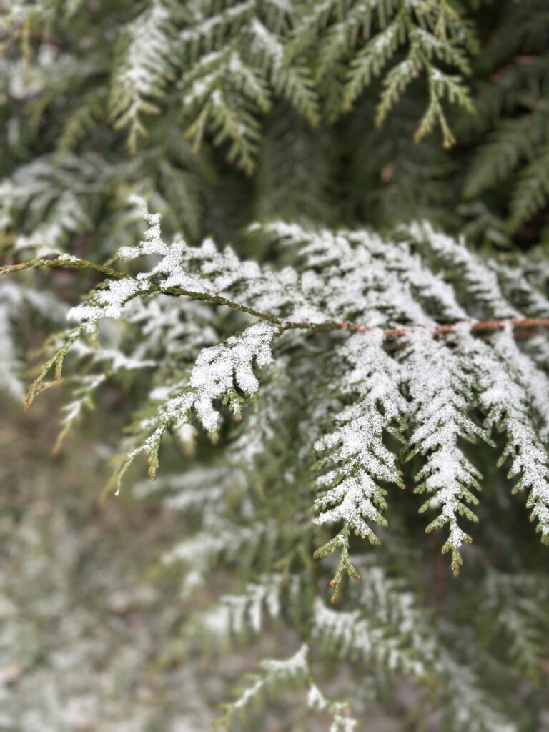 A closeup of an evergreen branch lightly dusted with snow.