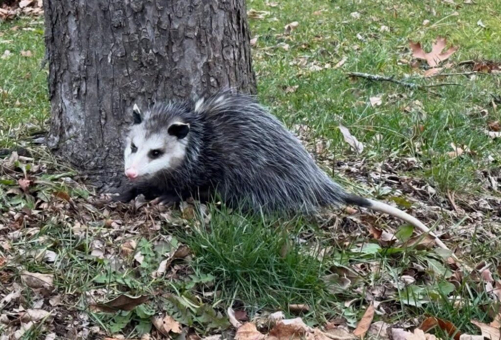 A black and white opossum huddles next to a tree.