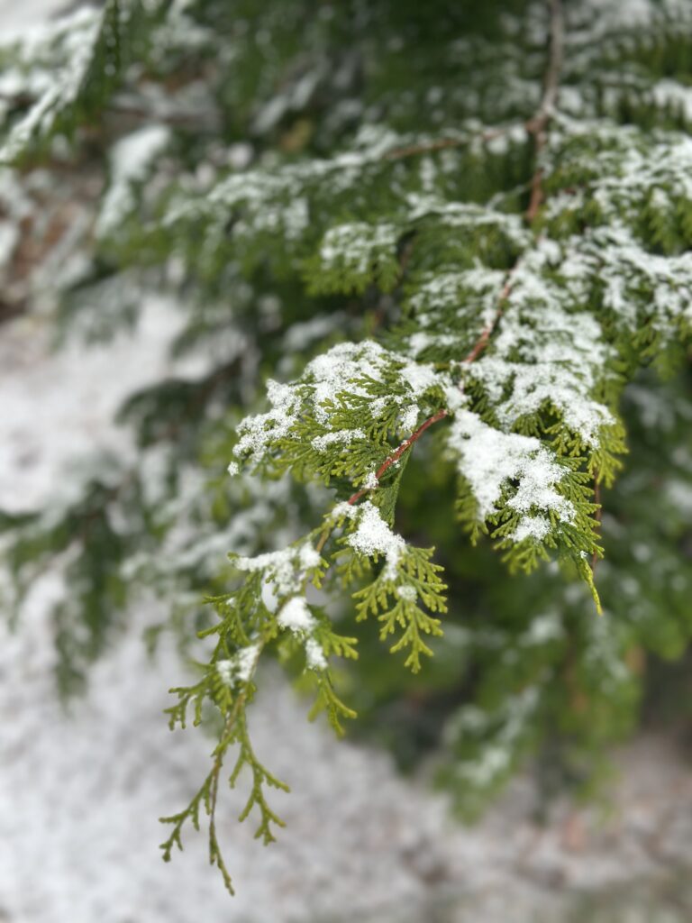 An evergreen with a dusting of snow.