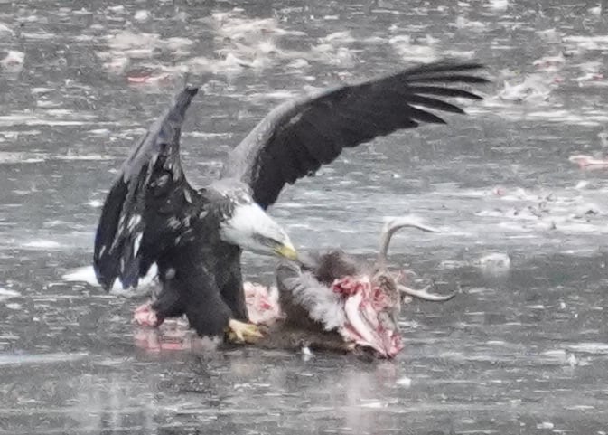 An eagle, wings spread, lands by the carcass of an antlered deer.