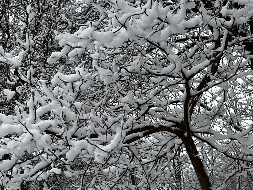 Graceful branches of a sassafras tree; each branch, large and small, is topped with a coating of fluffy, white snow.