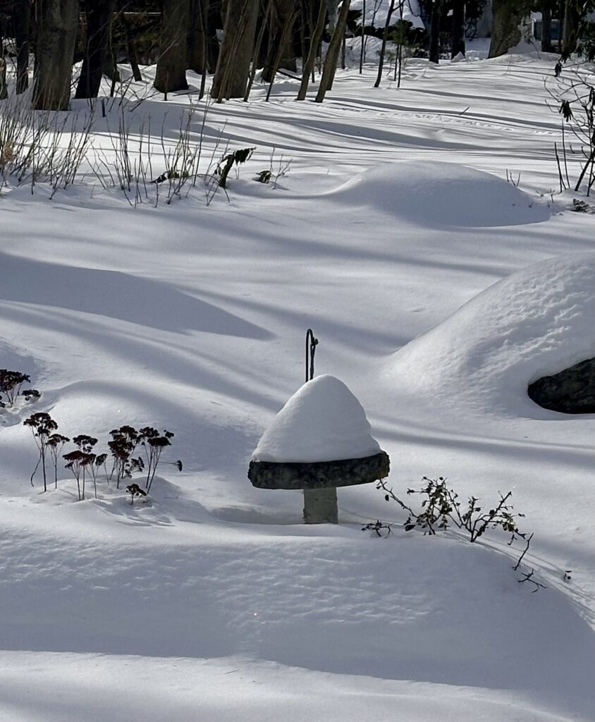 Snowy landscape, with trees in the background, smaller shrubs in the middle distance, and snow-drapped stone structure in the foreground.