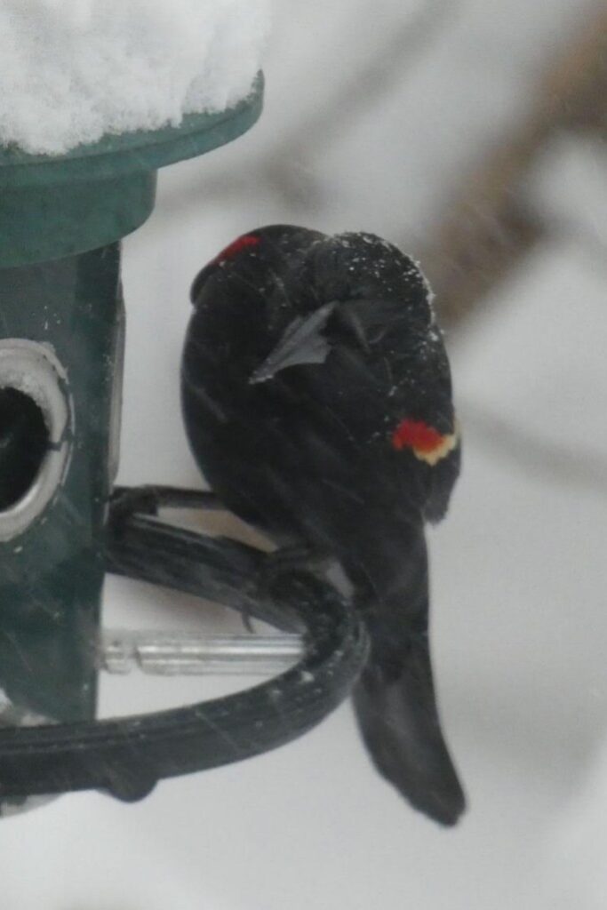 A black bird sits on a feeder. He has brigh splashes of red and yellow on his wings.
