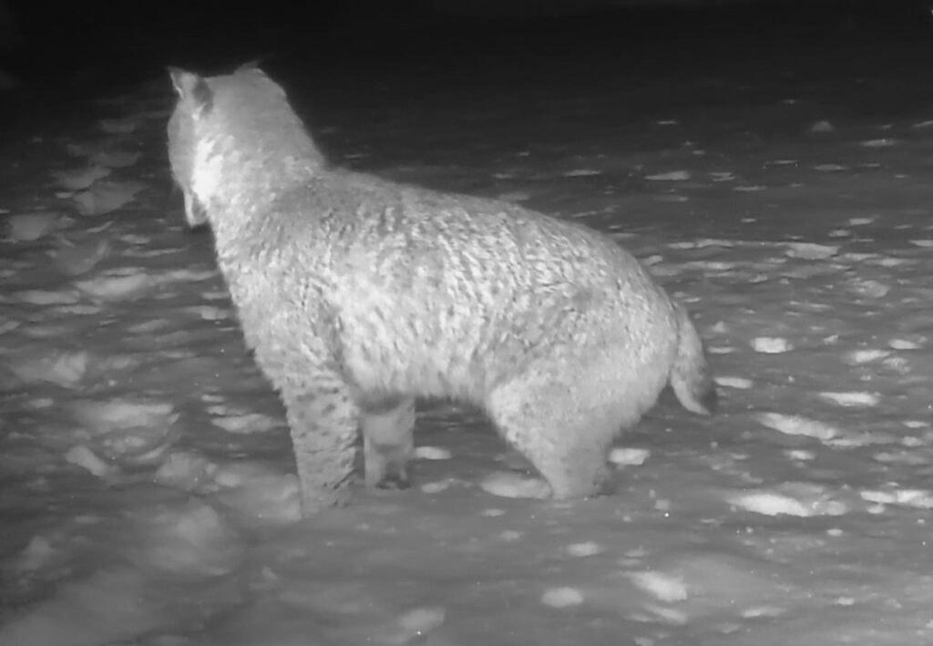 A bobcat is knee deep in snow.