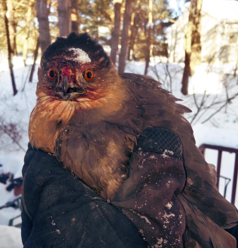 An orange-eyed bird with blood on its face is being held by a hand in a large leather glove.