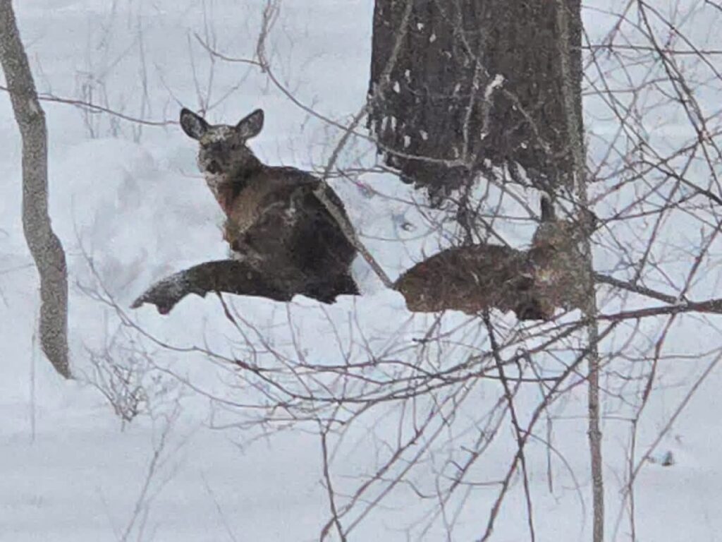 Three deer sit in the snow in front of a large tree,