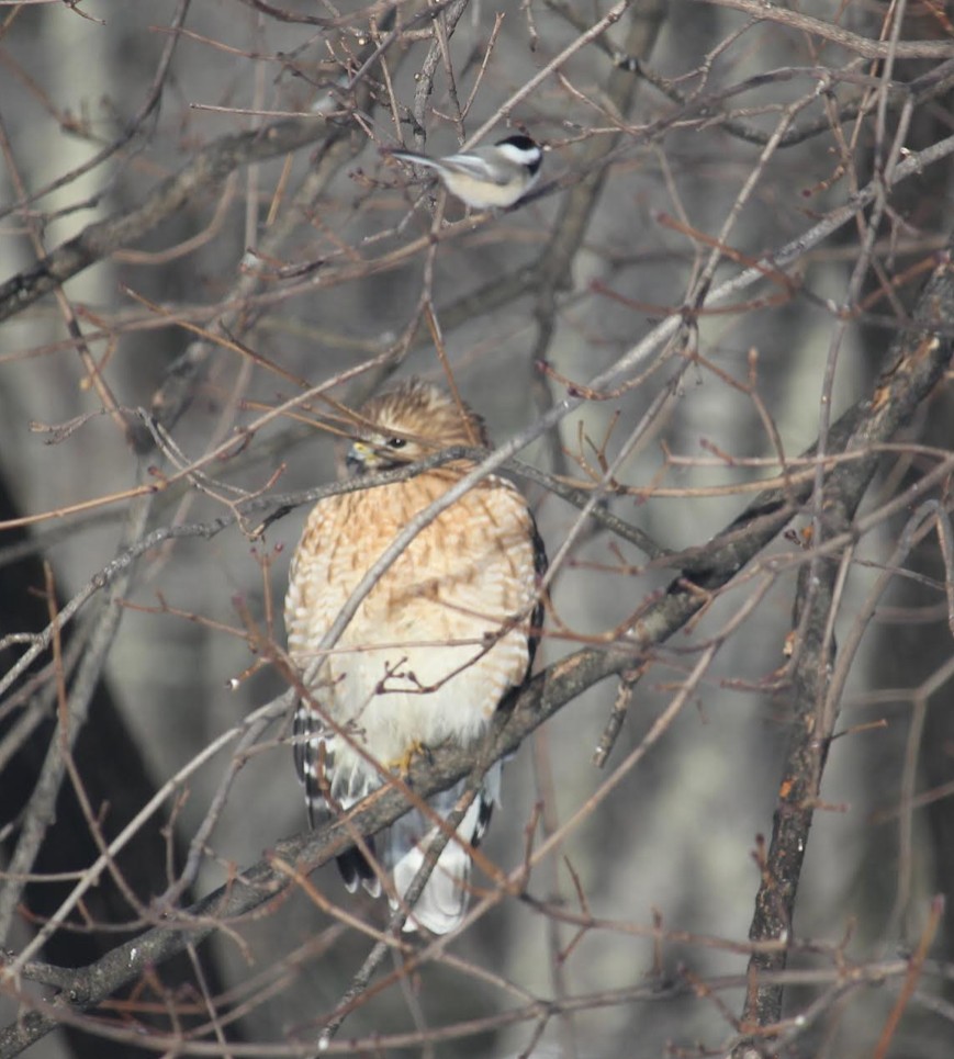 A hawk sits in a tangle of branches while a grey and black chickadee perches on a twig higher up.