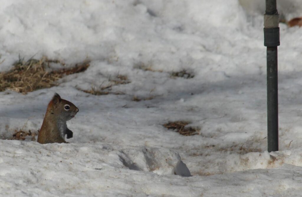 A red squirrel stands in waist-deep snow (waist deep on the squirrel, at least).