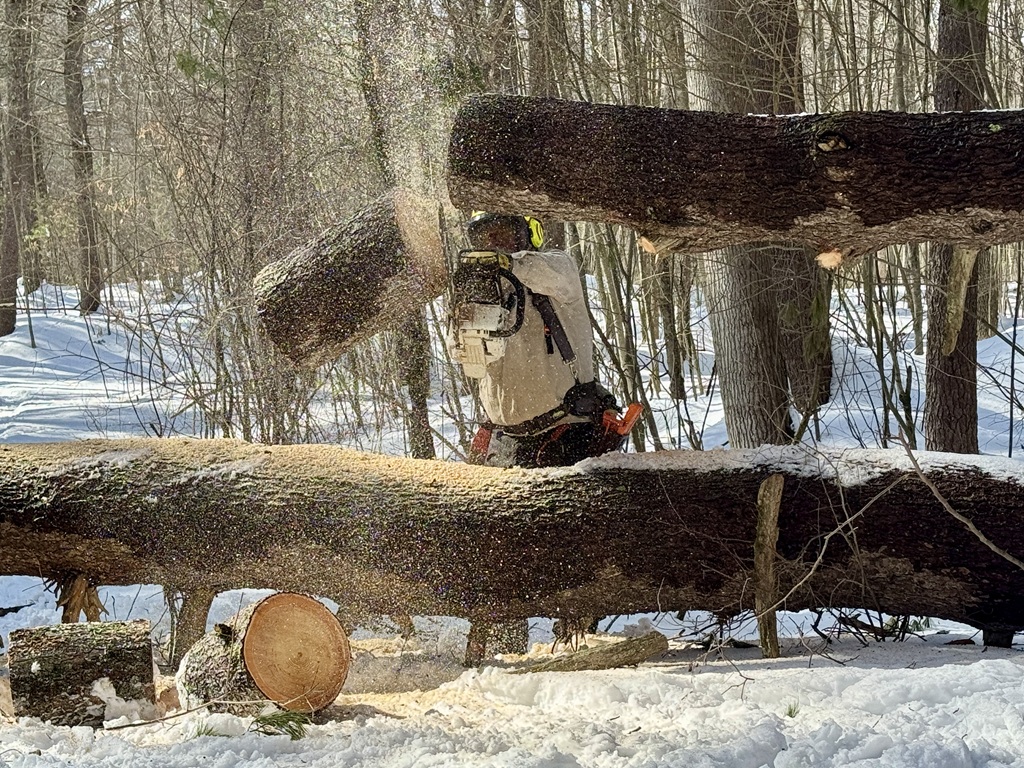A man takes a chain saw to a fallen tree that is about 6 feet off the ground. A large chunk of log has just been sliced off and is falling to the ground.
