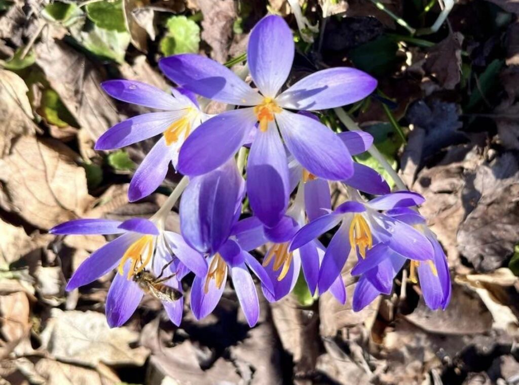 Purple flowers with yellow stamens are open wide on a sunny day.