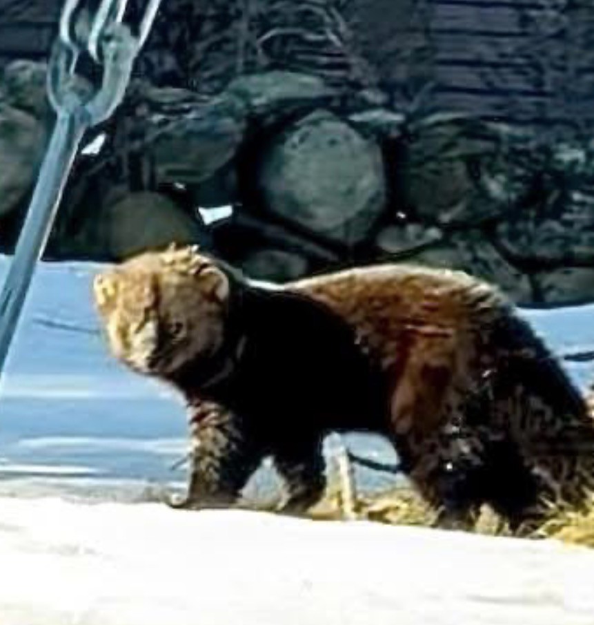 A furry animal about two feet long looks at the camera.