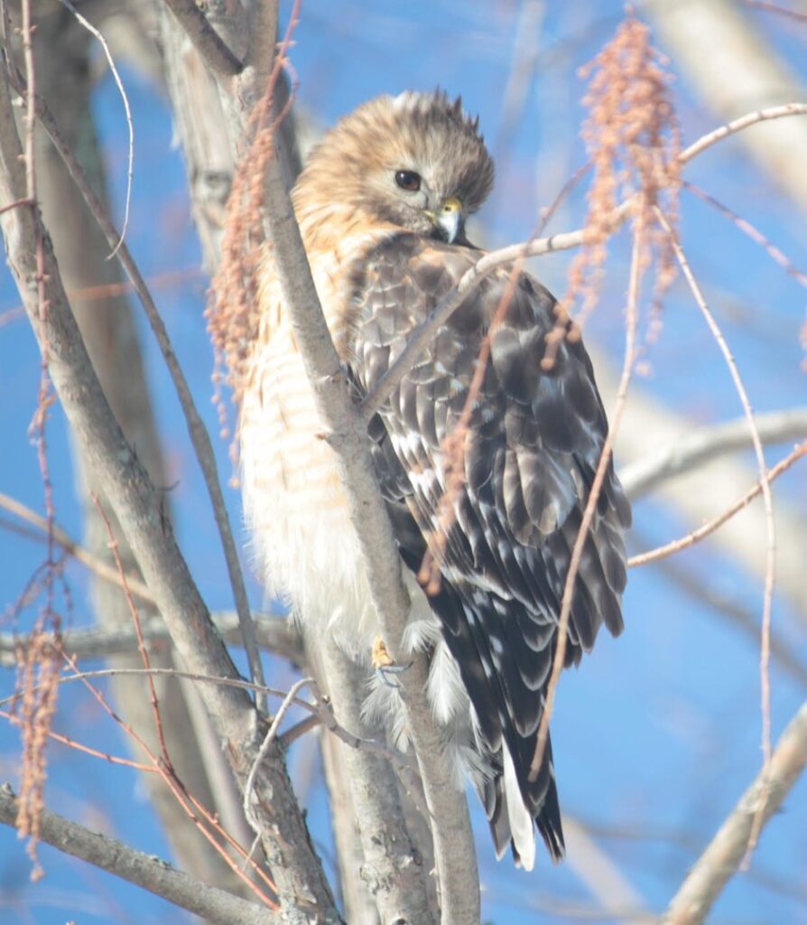 A fluffy-headed bird looks at the camera from over its shoulder.
