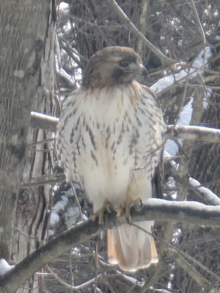 A large bird sits squarely on a branch, looking to its left.
