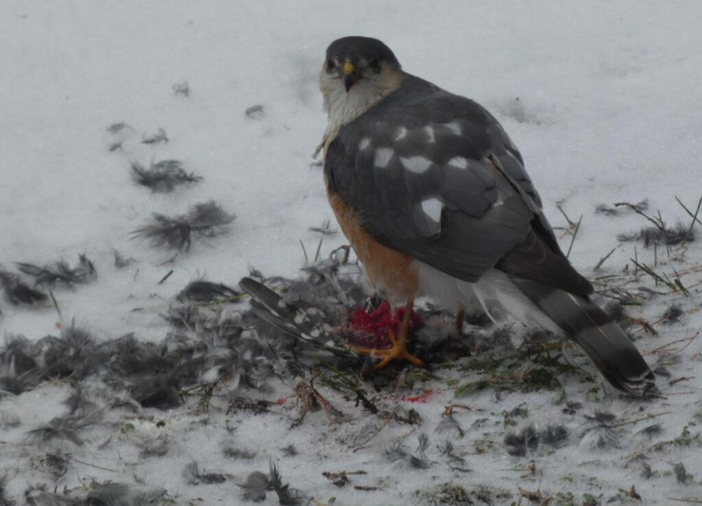 A bird sits in snow with the remains of some other animal (probably a bird) under its feet.