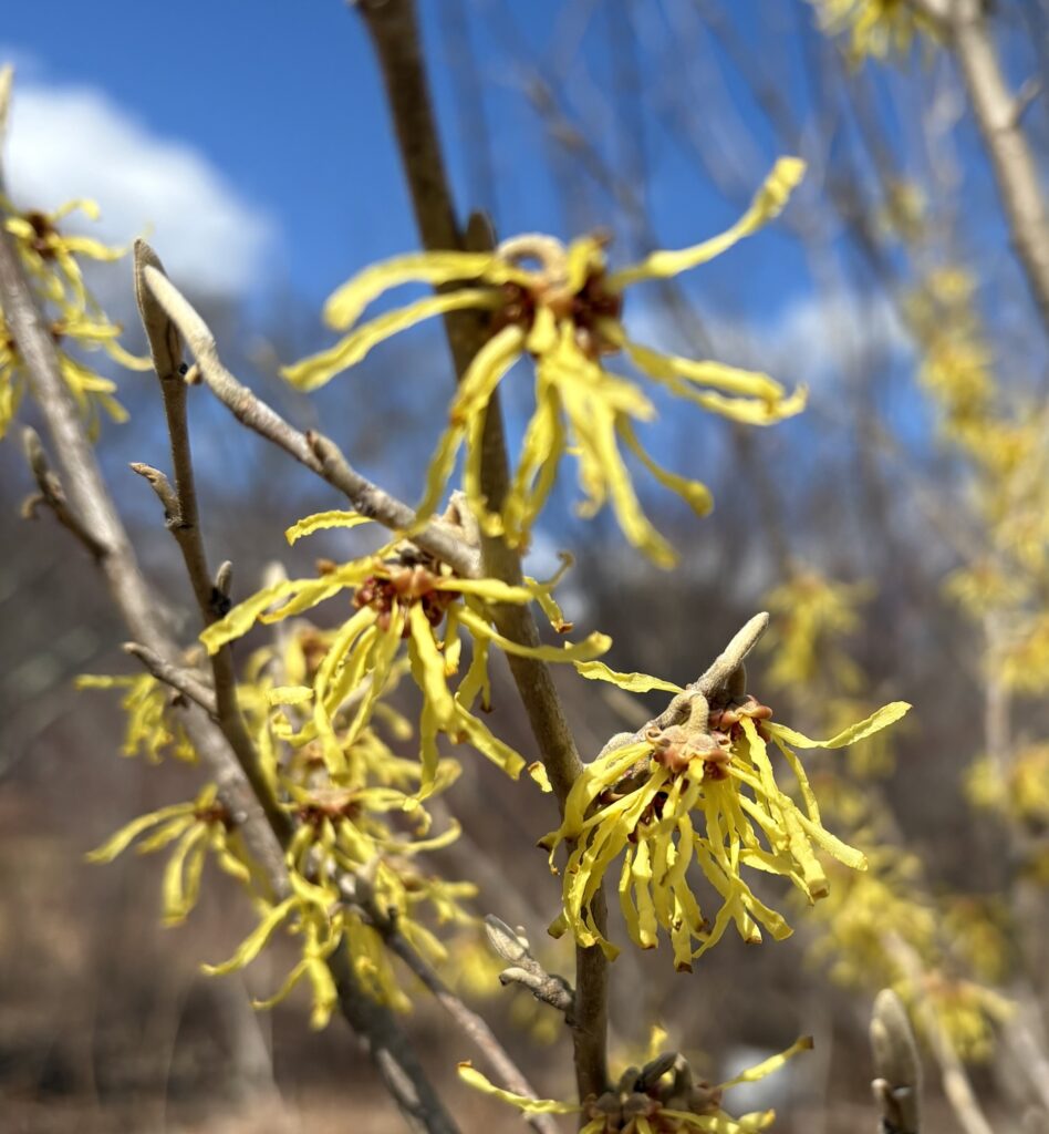 Stringy yellow flowers are coming out of buds on a tree.
