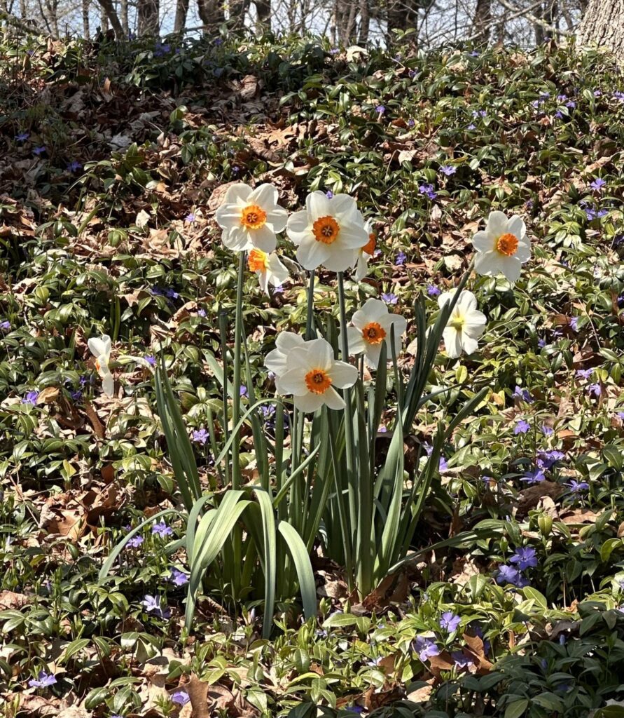 A clump of pale yellow daffodils with orange centers has popped up in a bed of periwinkles.
