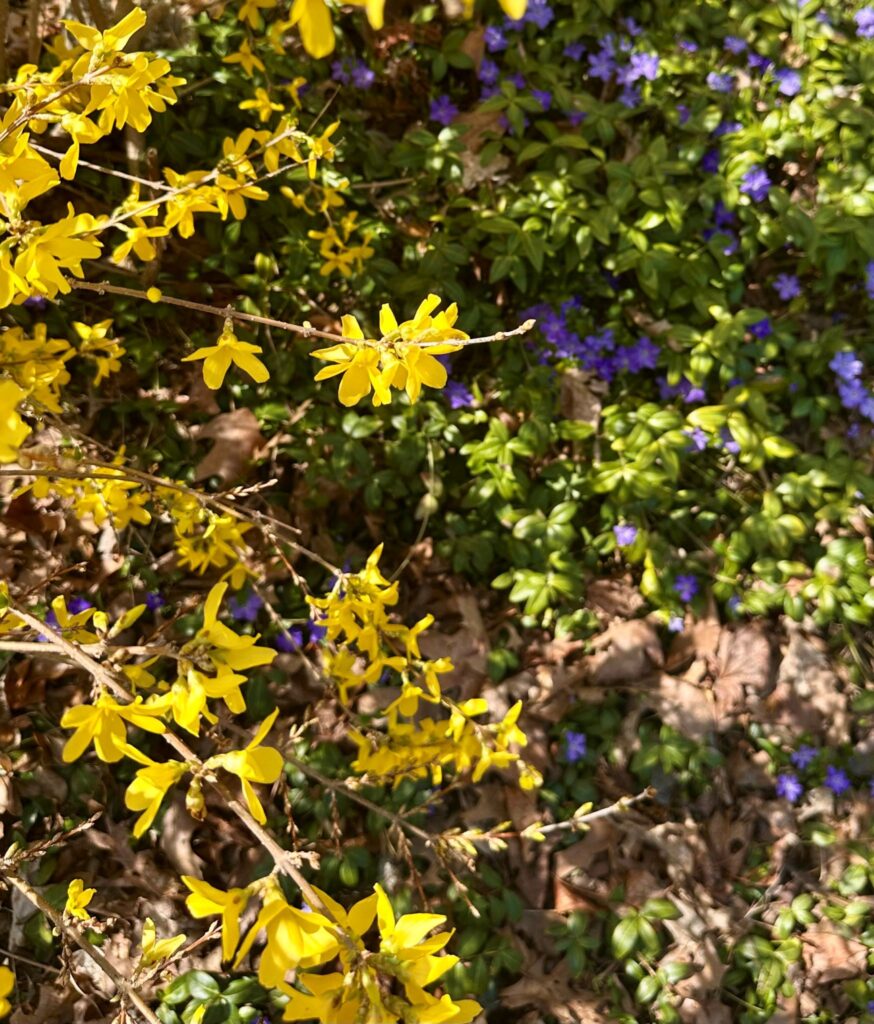 Bright yellow forsythia flowers in the sun with purple periwinkles in the background.