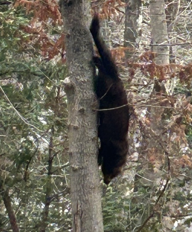 A furry animal walks straight down a tree, nose first.