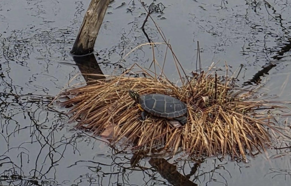 A clump of grass in the middle of a pond holds a painted turtle.