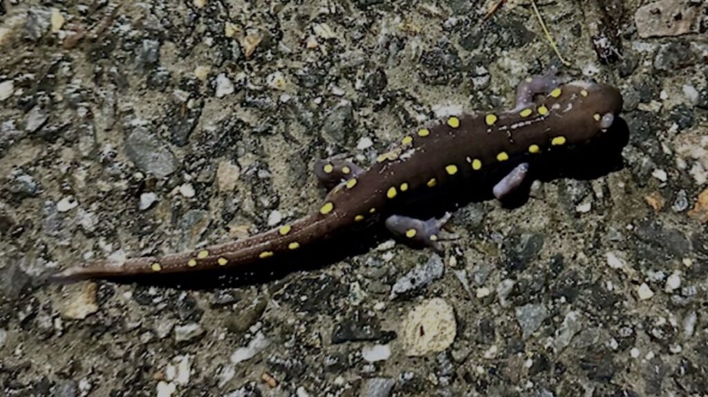 A small yellow-spotted salamander on asphalt.