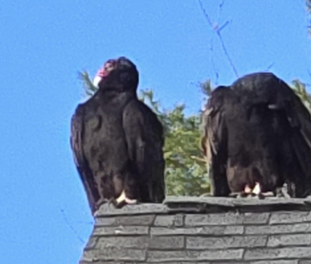 Two large black birds perch on a rooftop. One of them has its head under its wing.