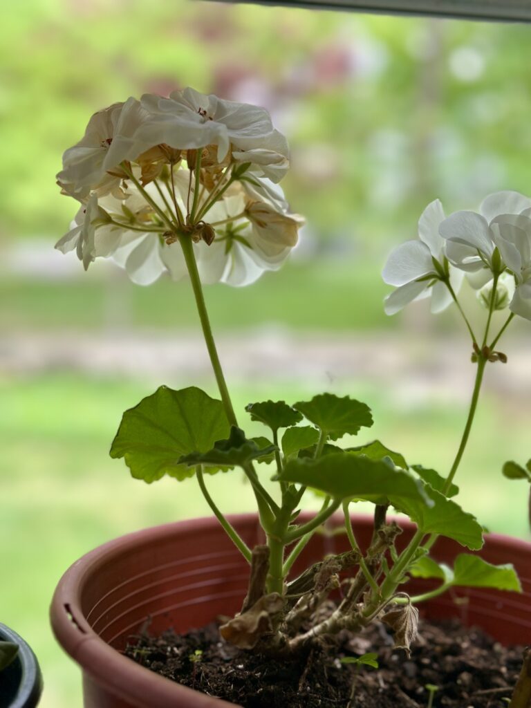 A pot of white geraniums.