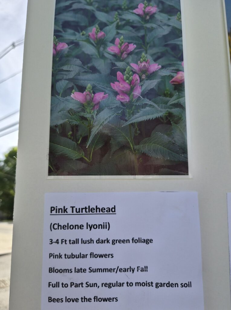 A card with a picture of a dark green plant with pink flowers and a description on the bottom. It's a pink turtlehead (Chelone lyonii) and the card contains useful informatiom (Bees love the flowers).